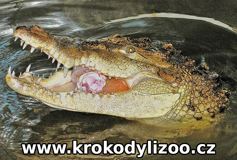 Krokodýl americký (Crocodylus-acutus), Krokodýlí ZOO Protivín