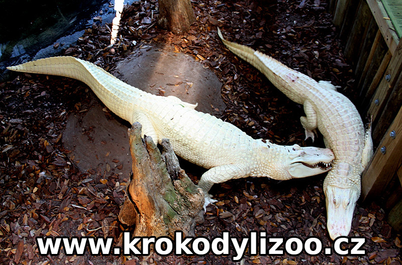 Aligátor seveoamerický (Alligator mississippiensis), albíni, St. Augustinus, Florida
