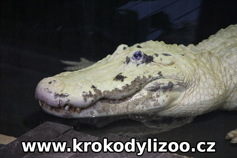 Aligátor severoamerický (Alligator-mississippensisú), leucistický, Gatorlang,Florida