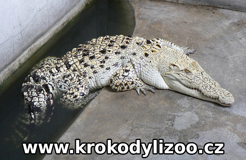 Krokodýl mořský (Crocodylus porosus), leucín s malformací, Samutprakan, Thajsko