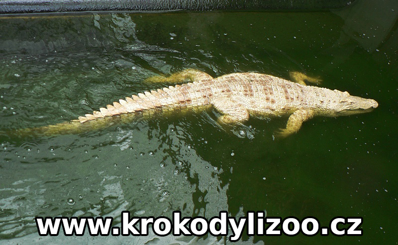 Krokodýl siamský (Crocodylus siamensis), albín, Samutprakan, Thajsko