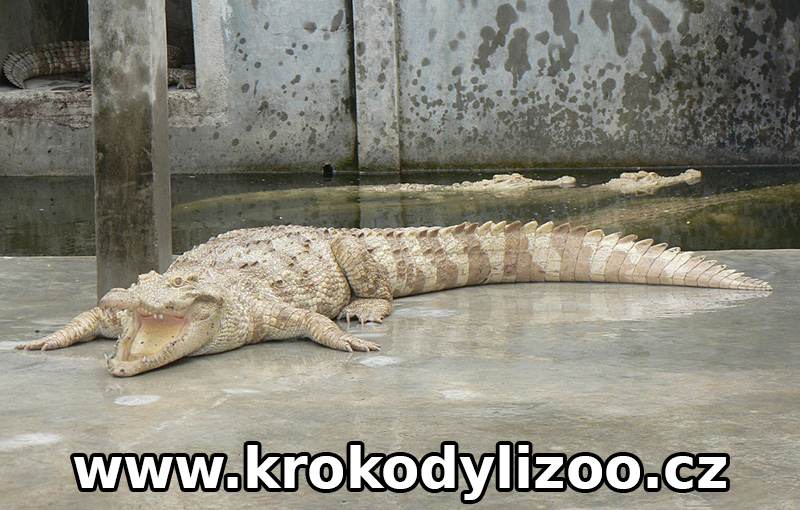 Krokodýl siamský (Crocodylus siamensis), albín, Samutprakan, Thajsko