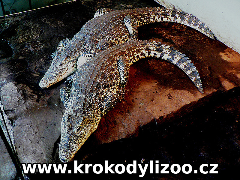 Pár krokodýla kubánského ( crocodylus rhombifer) v teráriu na souši