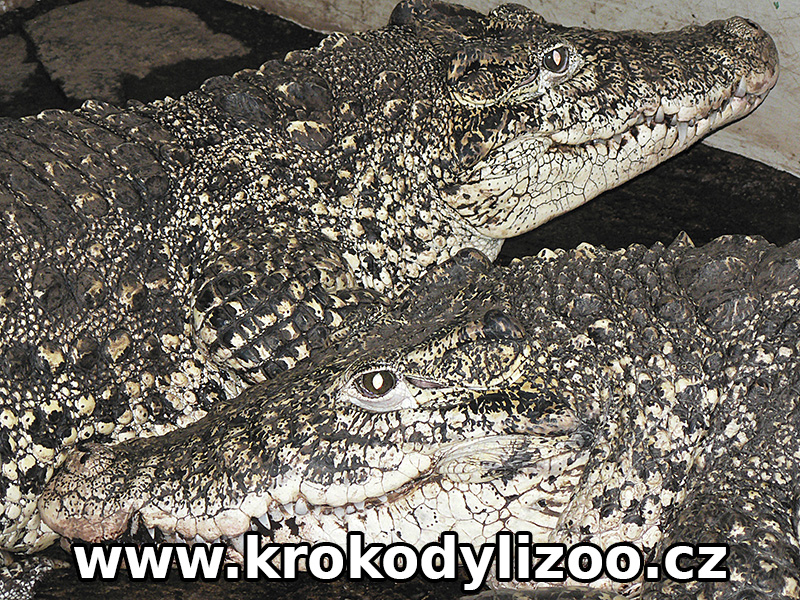 Krokodýl kubánský (crocodylus rhombifer) nahoře samice, dole samec, farma chvlašiny, 2005