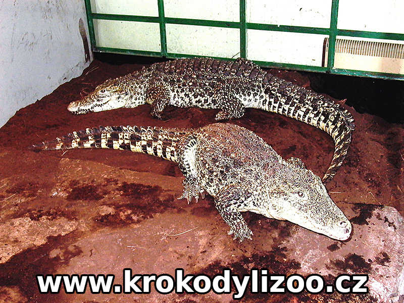 Pár krokodýla kubánského ( crocodylus rhombifer) na kladišti