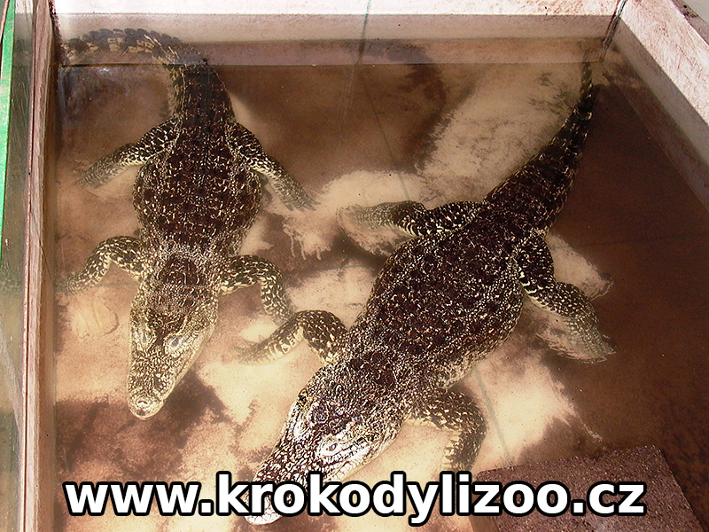 Pár krokodýla kubínského ( crocodylus rhombifer) v bazénu terária farma chvalšiny 2005