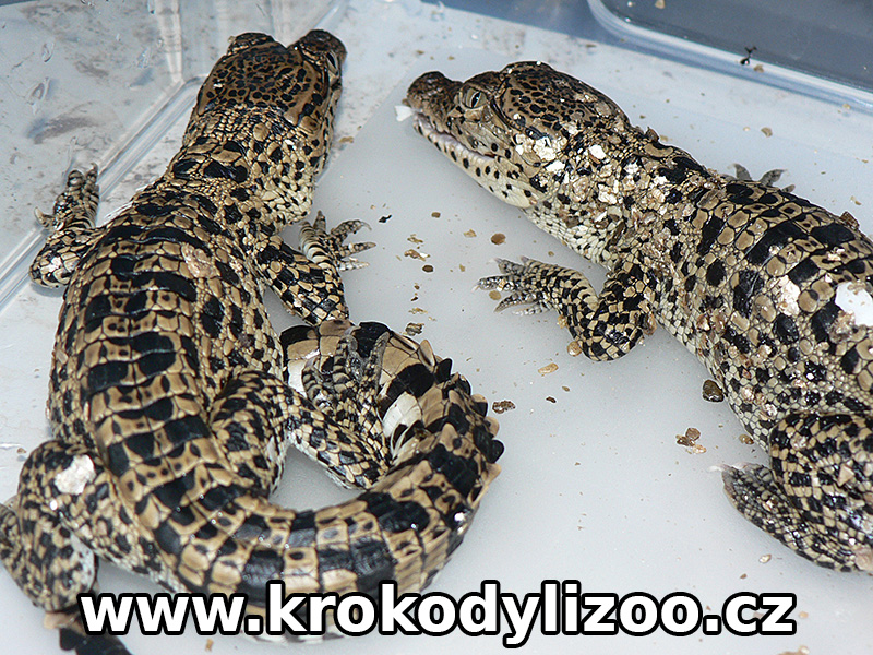 Líhnutí krokodýla kubánského (crocodylus rhombifer) 22. 7.2 015