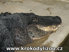 Aligátor severoamerický (Alligator mississippiensis), samec, Krokodýlí zoo Protivín