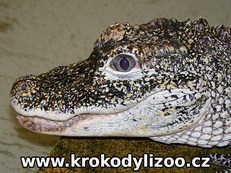 Aligátor čínský (Alligator sinensis), samice, Krokodýlí zoo Protivín
