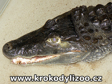 Kajman brýlový (caiman crocodilus), samiec, Krokodýlí zoo Protivín