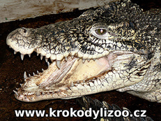Krokodýl kubánský (crocodylus rhombifer), samec, Krokodýlí zoo Protivín