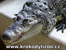 Krokodýl Moreletův (Crodocylus moreletii)