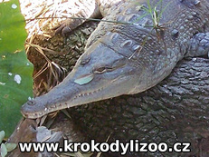 Krokodýl orinocký (Crocodylus intermedius)