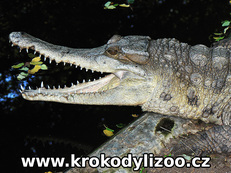 Krokodýl štítnatý (mecistops cataphractus), MCBT, Indie