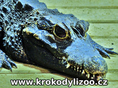 Krokodýl čelnatý (Osteolaemus tetraspis)