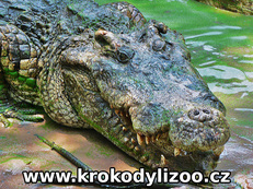 Krokodýl siamský (Crocodylus siamensis)