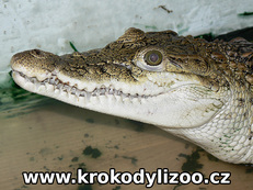 Krokodýl filipínský (Crocodylus mindorensis)