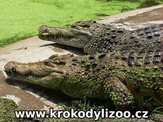 Krokodýl novoguinejský (crocodylus novaeguineae), Farma Utairach, Thajsko