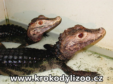 Kajman trpasličí (paleosuchus palpebrosus), pár, Krokodýlí zoo Protivín