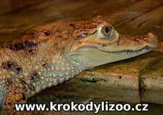 Kajman brýlový (caiman crocodilus), samice, Krokodýlí zoo Protivín