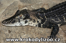 Kajman černý (melanosuchus niger), samec, Krokodýlí zoo Protivín