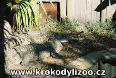 Krokodýl orinocký (crocodylus intermedius)