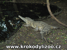 Krokodýl štítnatý (mecistops cataphractus), MCBT, Indie