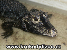 Krokodýl čelnatý (osteolaemus  tetraspis), samice, Krokodýlí zoo Protivín