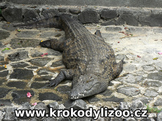 Krokodýl nilský (crocodylus niloticus), Mauritius