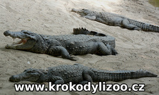 Krokodýl bahenní (crocodylus palustris), chovná skupina, MCBT, Indie