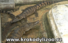 Krokodýl novoguinejský (crocodylus novaeguineae), Samutprakan, Thajsko