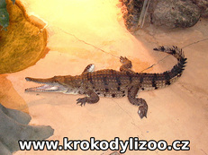 Krokodýl Johnsonův (crocodylus johnsoni), Zoo Frankfurt