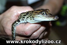 Krokodýl siamský (Crocodylus siamensis) - mládě