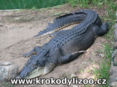 Krokodýl mořský (Crocodylus porosus), melanický samec , MCBT