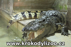 Krokodýl siamský (Crocodylus siamensis) Krokodýlí ZOO Protivín