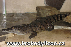 Krokodýl filipínský (Crocodylus mindorensis) Krokodýlí ZOO Protivín